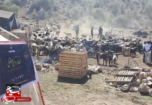 رزمایش تخصصی فجر خودکفایی بخش کشاورزی و دامپروری در شهرستان کازرون برگزار شد