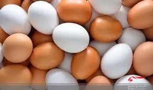 واردات تخم مرغ &laquo;نطفه دار گوشتی&raquo; به ۱۲۰ میلیون عدد افزایش یافت