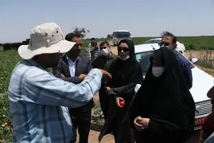 برداشت محصول گوجه فرنگی از مزارع استان قزوین آغاز شد