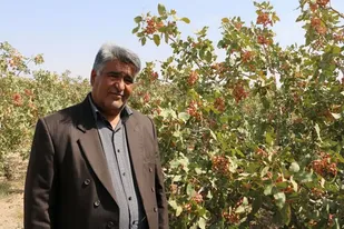 اجرای مدل طلای سرخ رفسنجان در قم/ کویر می&zwnj;تواند قطب تولید پسته شود