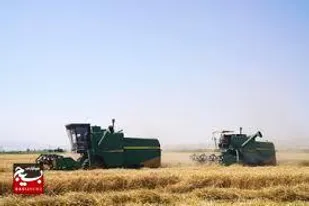 میزان خرید گندم در استان اردبیل به بیش از ۳۶۵ هزار تن رسید
