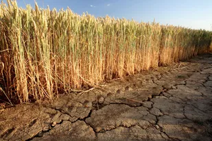خسارت 700 میلیاردتومانی خسکسالی به بخش کشاورزی شهرستان بردسکن