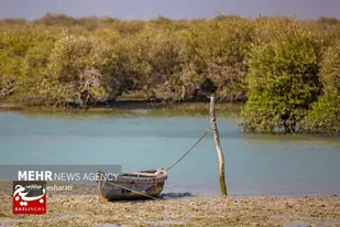 کاشت ۲۰ هزار نهال حرا در آبادان کلید خورد