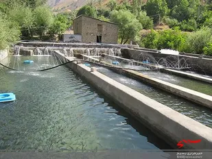 تولید ۲ هزار و ۸۰۰ تن انواع ماهیان پرورشی در مزارع پرورش ماهی استان قزوین/ افزایش ۳۰ درصدی تولید