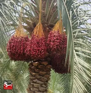 سراوان  پایتخت خرمای سیستان و بلوچستان در فصل هامین