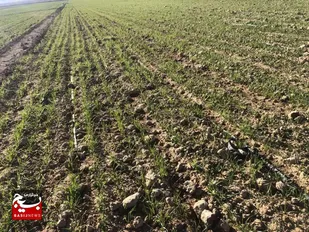 آغاز کشت گندم در ۴ هزار هکتار از مزارع شهرستان شاهرود