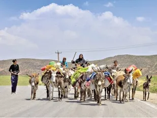 ۲ هزار و ۳۰۰ کیلومتر راه عشایری در ایلام وجود دارد