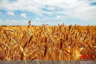 پیش&zwnj;بینی خرید ۳۲۰ هزار تن گندم مازاد بر نیاز از کشاورزان لرستانی