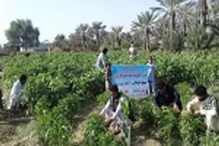برگزاری اردوی جهادی یک روزه با هدف ترویج فرهنگ محرومیت زدایی در چابهار