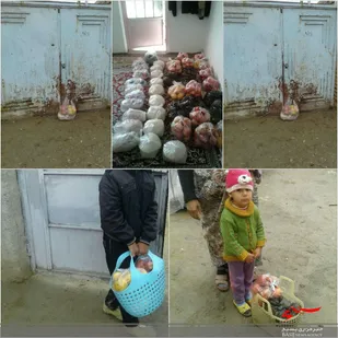 کمک های مومنانه یلدایی در مانه و سملقان