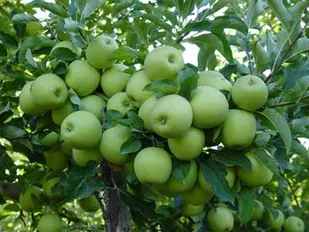 کارآفرینی برای 50 خانوار روستائی با قالیبافی و تولید محصولات کشاورزی