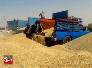 خرید بیش از یک&zwnj;میلیون و ۴۰۲ هزار تن گندم از کشاورزان خوزستان