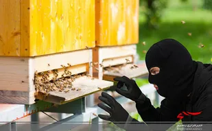 دستگیری سارق کندوهای زنبور عسل در شهرستان سامان