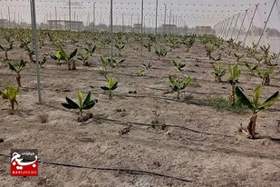 ساخت یک هکتار موزستان در فضای گلخانه&zwnj;ای در زرآباد
