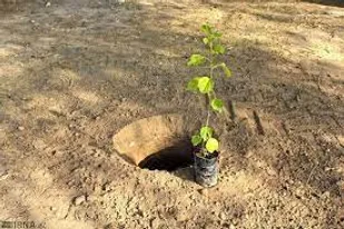 کاشت ۱۵۰۰ درخت به یاد شهدا در آذربایجان شرقی