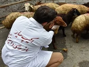 ۶۵ دامپزشک بر ذبح احشام در ایلام نظارت دارند