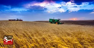 پیش بینی خرید بیش از ۲۰۵ هزار تن گندم و کلزا در اهواز