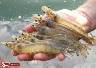 ایجاد پنج هزار فرصت شغلی جدید در استان