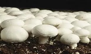 پرداخت 75 میلیون تومان تسهیلات پرورش قارچ در رزن