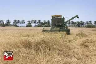 خرید گندم در سیستان و بلوچستان به مرز ۳۲۰۰ تن رسید