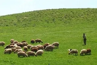 خالصی هشدار داد: ورود زودهنگام دام به مراتع سمنان ممنوع/ جریمه ۳۹ میلیون ریالی برای هر رأس دام متخلف