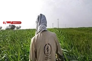 رزمایش هوشمندسازی کشاورزی با شروع فصل زراعی جدید در فارس