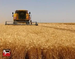 روزهای پربرکت کشاورزان خوزستانی در مزارع محصولات پاییزه