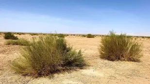 ۲۰۰ هکتار نهالکاری در بیابان&zwnj;های آرادان انجام شد