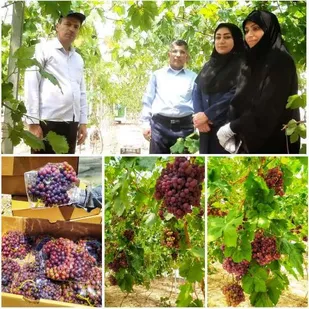 انگور نوبرانه سامان به بازار آمد