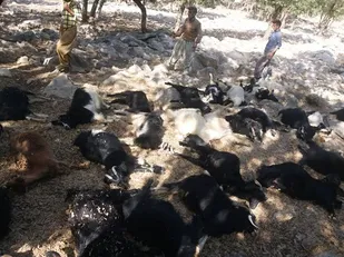 ۲۸ راس دام سبک در روستای بندول سروآباد تلف شد