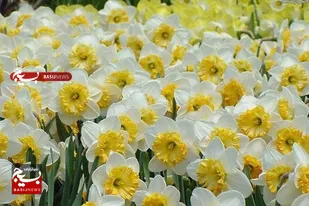 بزرگترین باغ گل نرگس یکپارچه در ایران کجاست؟ / تولید "پیاز گل نرگس" با رایحه اقتصاد مقاومتی