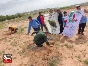 کاشت ۵۰۰ نهال توسط جهادگران بسیج سازندگی آغاجاری