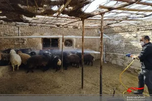 اردوی جهادی گندزدایی دامپروری در سرخه برگزار شد