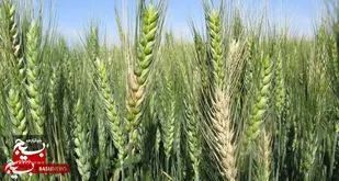 هشدار گسترش آفت مزارع گندم در شمال اردبیل