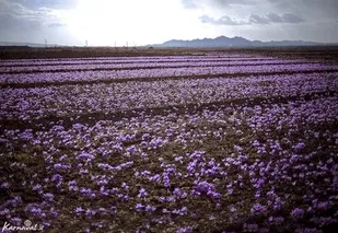 برداشت زعفران از ۱۰ هزار و ۵۰۰ هکتار اراضی تربت&zwnj;حیدریه آغاز شد