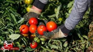 برداشت ۱۰۰ هزار تن گوجه&zwnj;فرنگی در پارس&zwnj;آباد