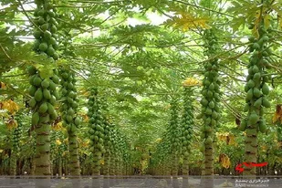 پرورش پاپایا میوه گران استوایی برای نخستین بار در خلیل آباد