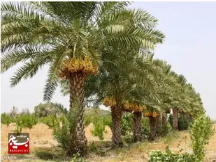 پرداخت اعتبار ۸۰۰ میلیون تومانی به نخلکاران آبادانی