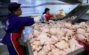 مشکلی برای تامین مرغ در روزهای 12و 13 فروردین وجود ندارد/کشتارگاه ها با بالاترین ظرفیت در حال کارند