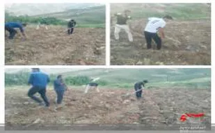 کاشت نهال گوجه و بذر کدو و خیار جهت کمک به نیازمندان