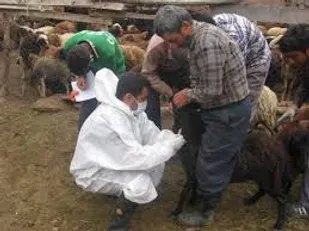 آغاز طرح واکسیناسیون "آبله گوسفندی" در قزوین