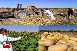 برداشت ۲۵۰ تن تخمه آجیلی از مزارع بمپور
