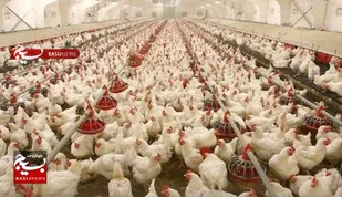 واگذاری اراضی ملی برای اجرای طرح مرغداری گوشتی در مسجدسلیمان