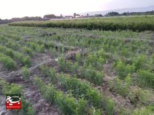 وام بسیج سازندگی سپاه استان البرز از بحران مالی، عشق و امید آفرید