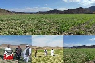 همت بلندکشاورزان سراوان با کشت ۷۰۰ هکتار گندم در دیمزارهای منطقه