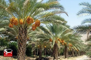 نخیلات و کشاورزی شادگان در معرض نابودی قرار گرفتند