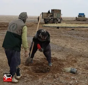 جهادگران بسیجی استان البرز ۵۳ هزار درخت در استان البرز غرس کردند