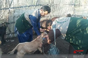 واکسینه کردن دام وطیور توسط گروه های جهادی در کنارک