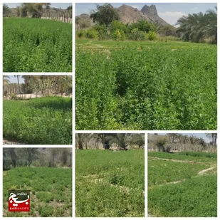 همت جهادی درثمر دادن زمین های تسطیح شده در روستای مخت نیکشهر