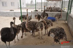 ظرفیت تولید گوشت شتر مرغ در سیستان و بلوچستان به ٢٠٠ تن ارتقا یافت